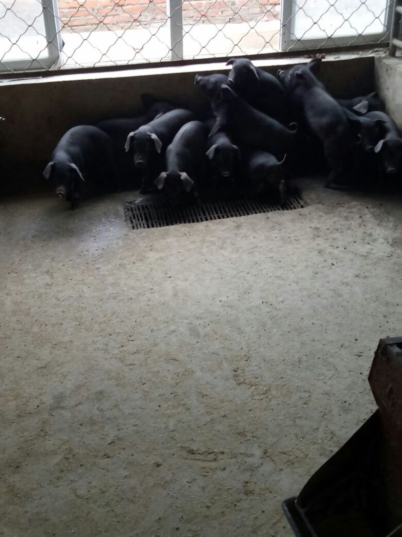 黑猪仔