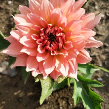 大丽花