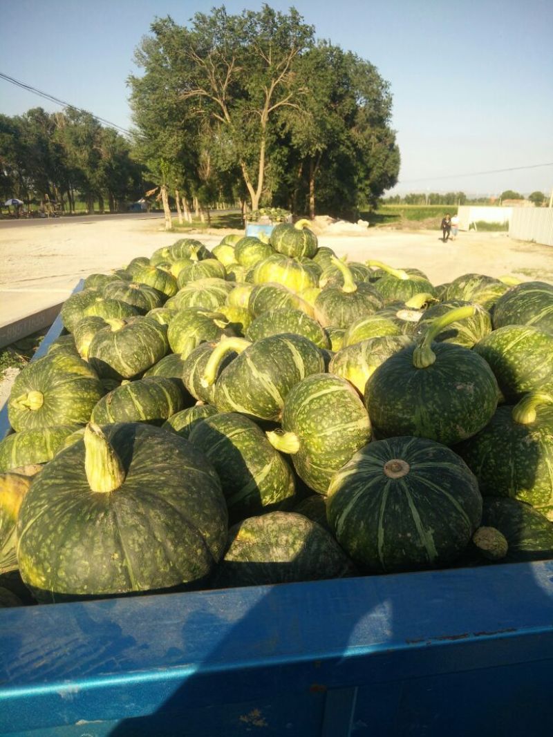 产地板栗南瓜大量上市，质量好，诚信经营