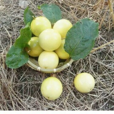 黄金百香果80~90g黄果