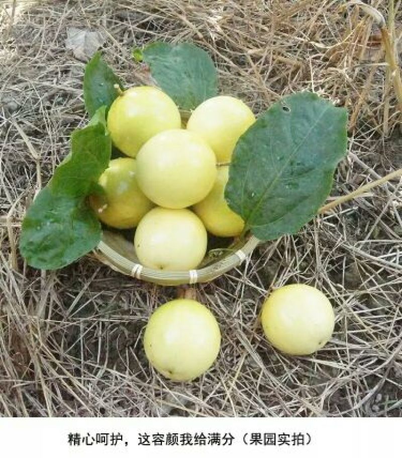 黄金百香果80~90g黄果