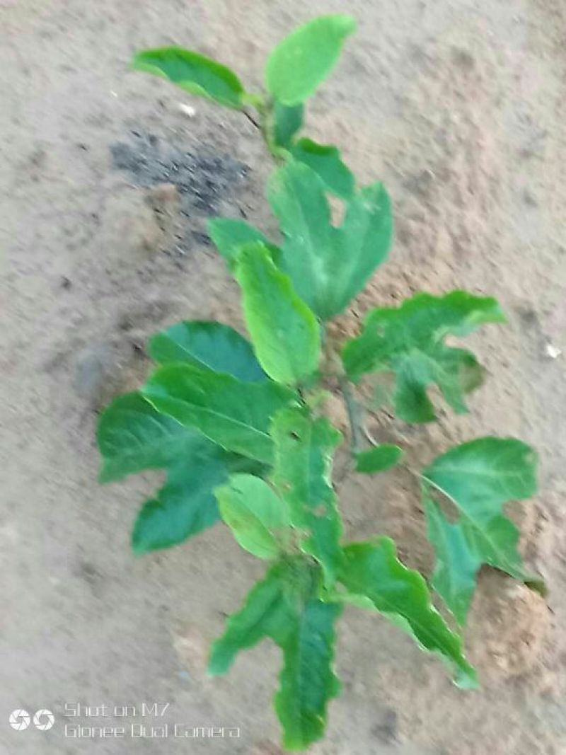 大量供应芭乐黄金百香果苗