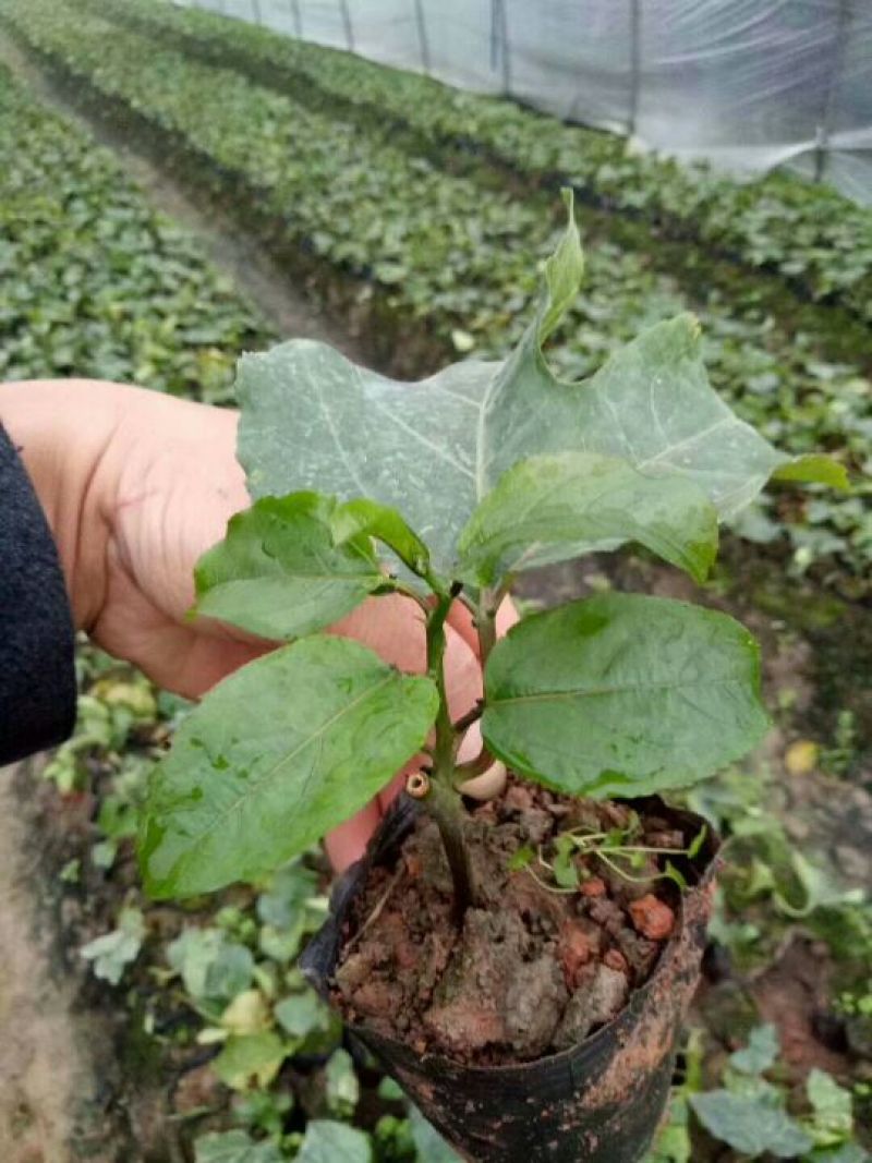 大量供应芭乐黄金百香果苗