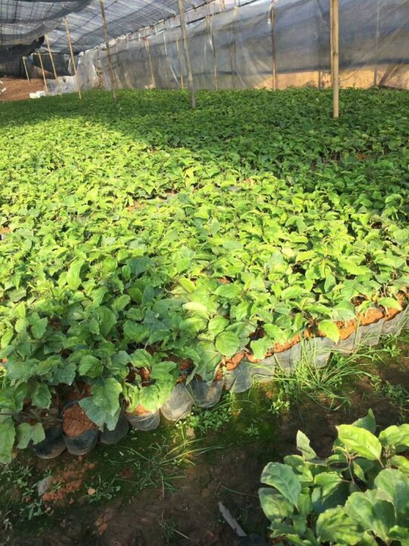 大量供应芭乐黄金百香果苗
