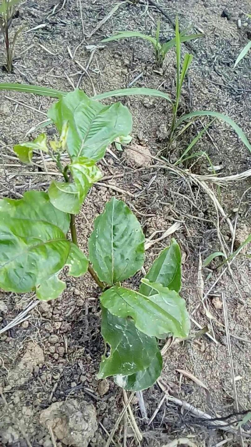 大量供应芭乐黄金百香果苗