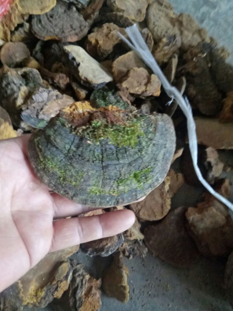 桑黄