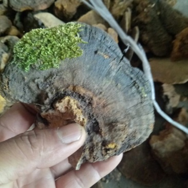 桑黄