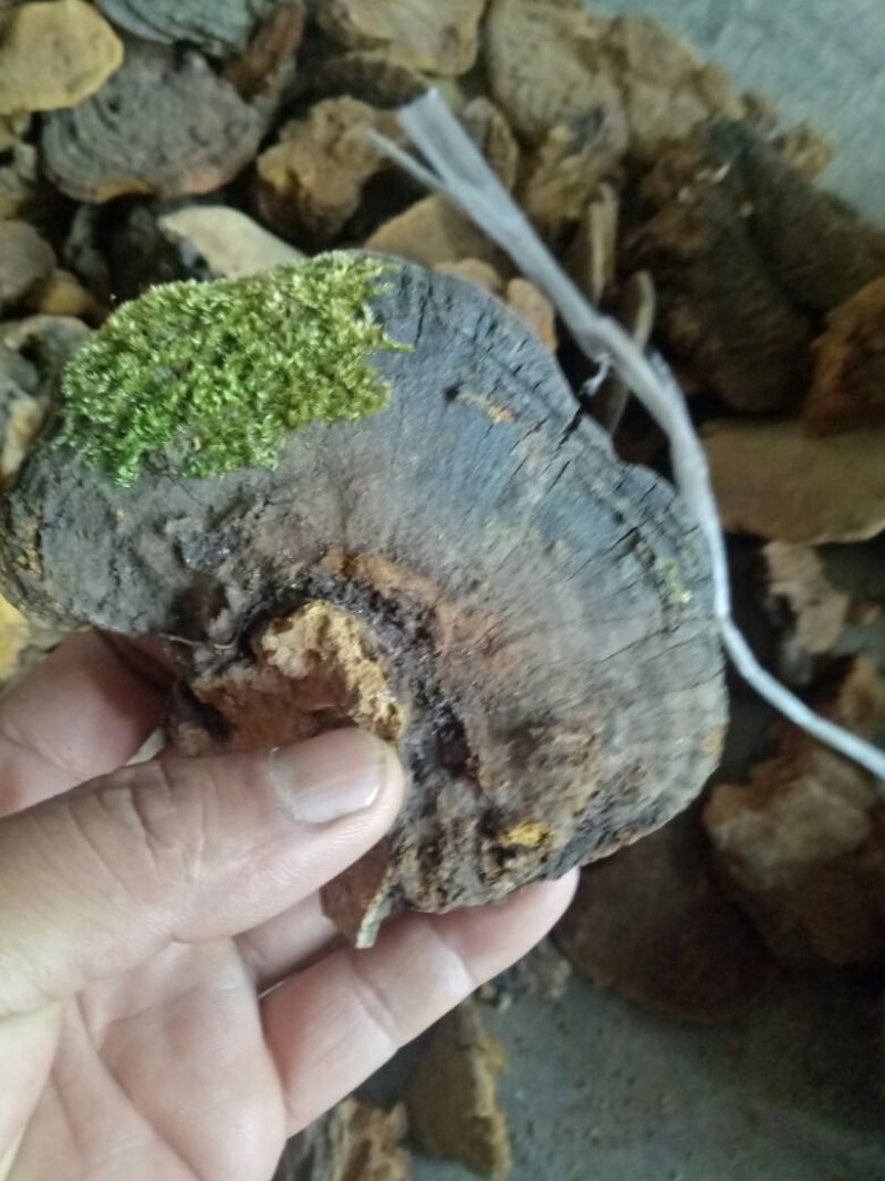 桑黄