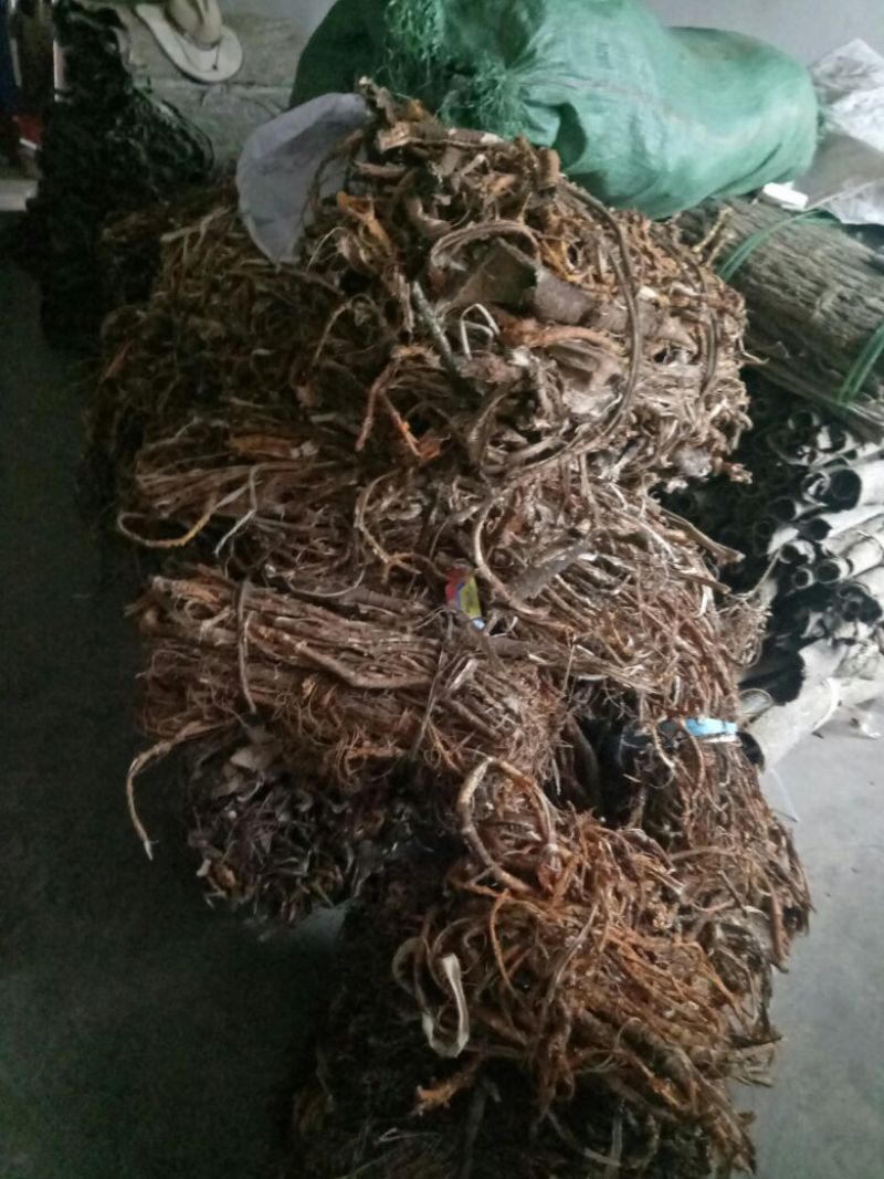 岩桑皮