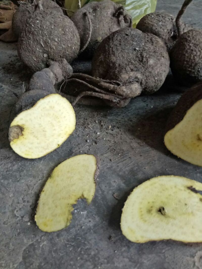金盆