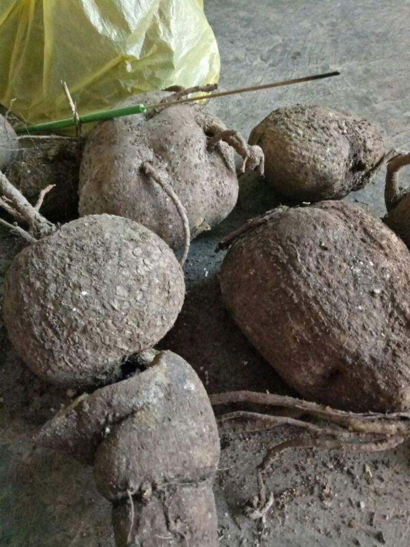 金盆