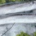 批发带鱼，虾