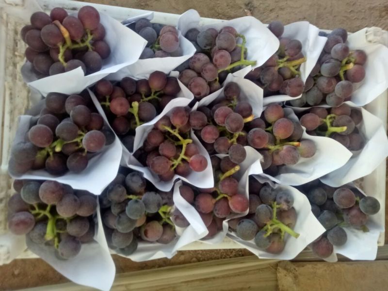 优资量葡萄上市啦口感好串好果色鲜