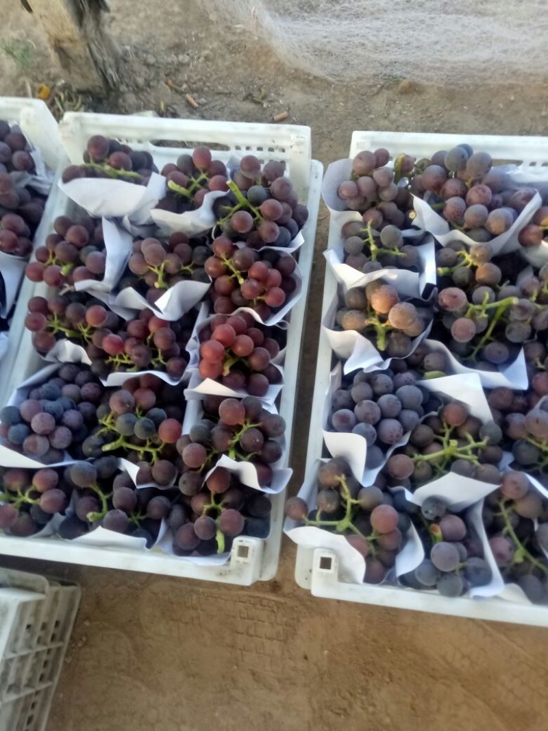 优资量葡萄上市啦口感好串好果色鲜