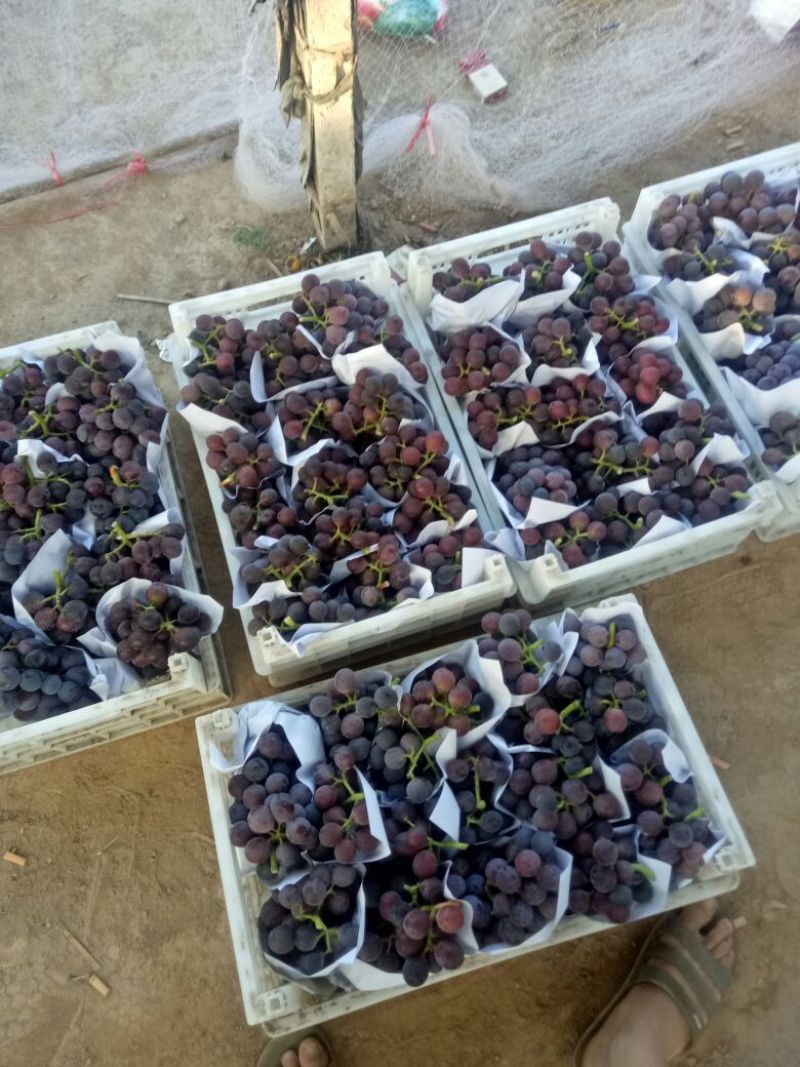 优资量葡萄上市啦口感好串好果色鲜