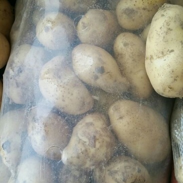 滕州秋季新土豆