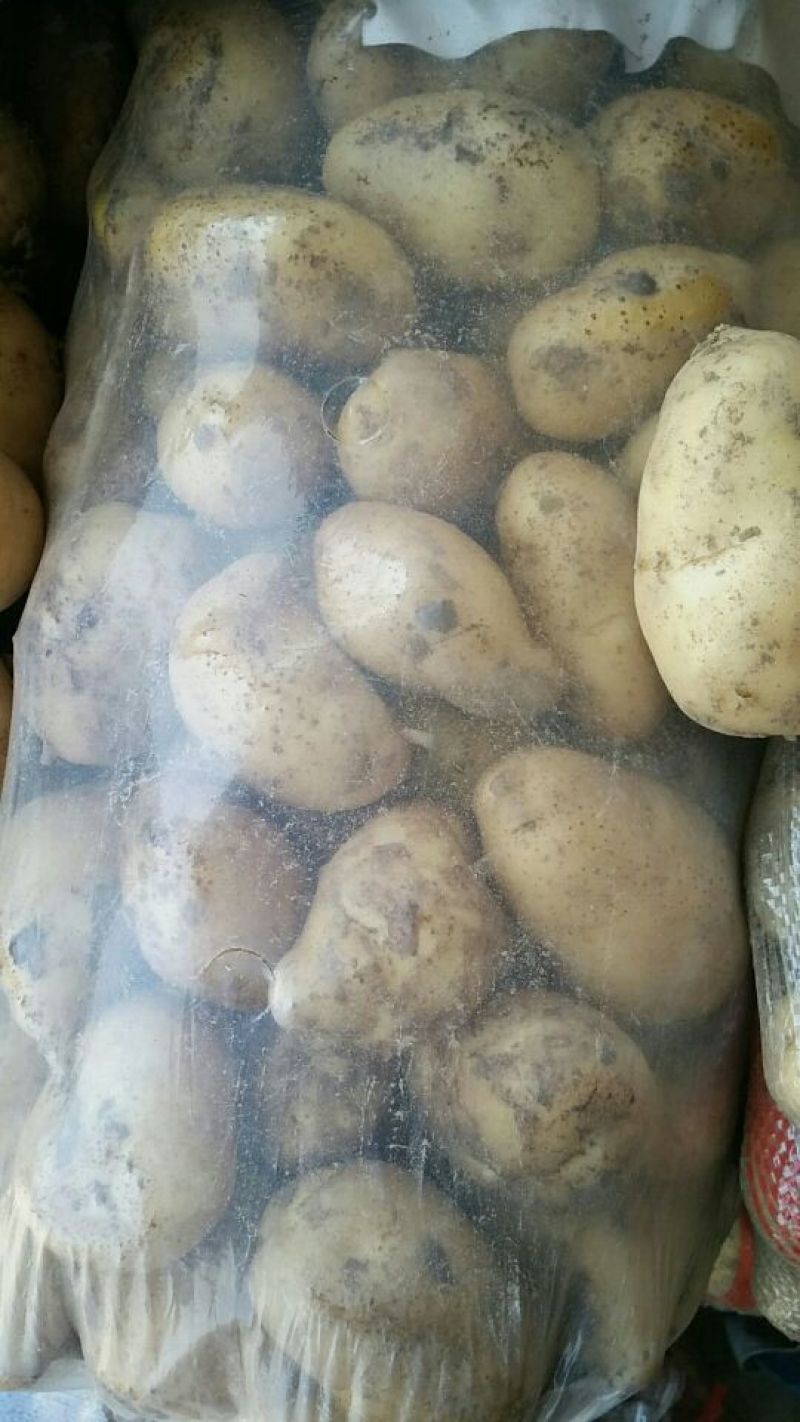 滕州秋季新土豆