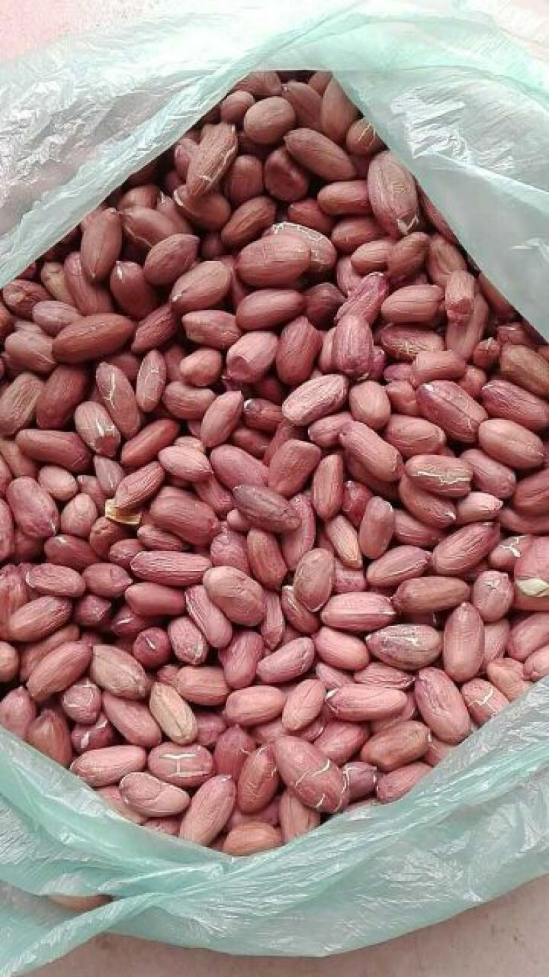 芽菜专用花生米，9616，7个筛以上，芽率高！