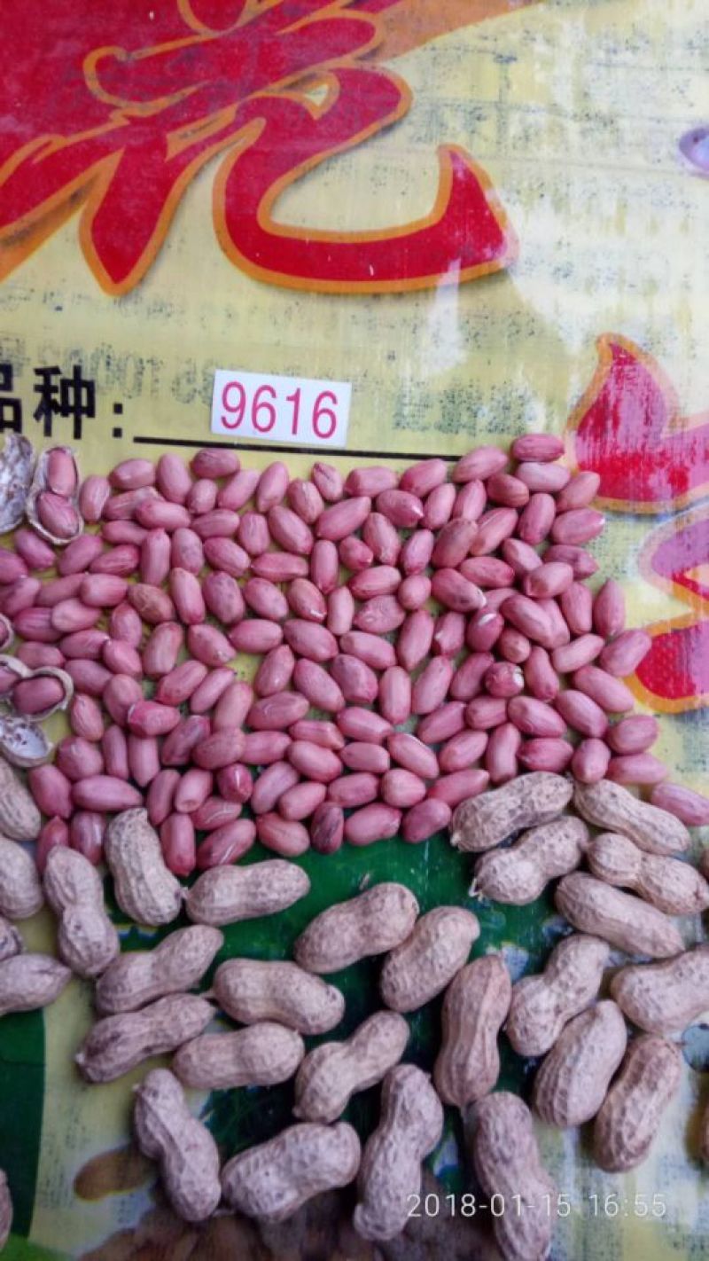 芽菜专用花生米，9616，7个筛以上，芽率高！