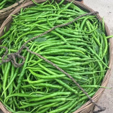 薄皮二荆条辣椒