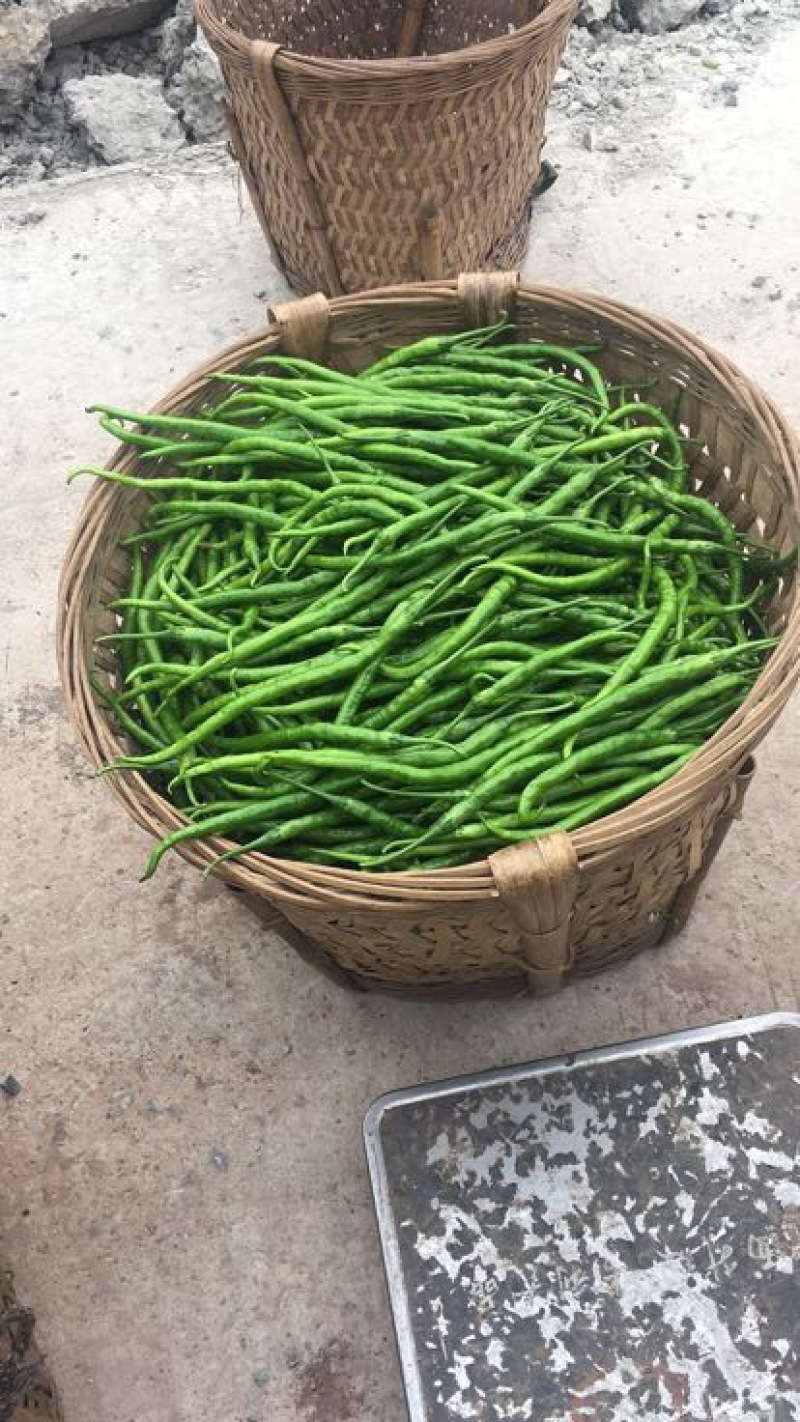 薄皮二荆条辣椒