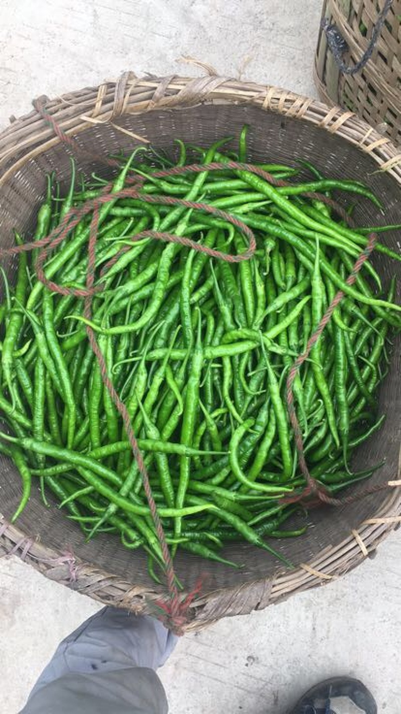 薄皮二荆条辣椒