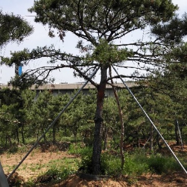 造型油松，15到20米径，