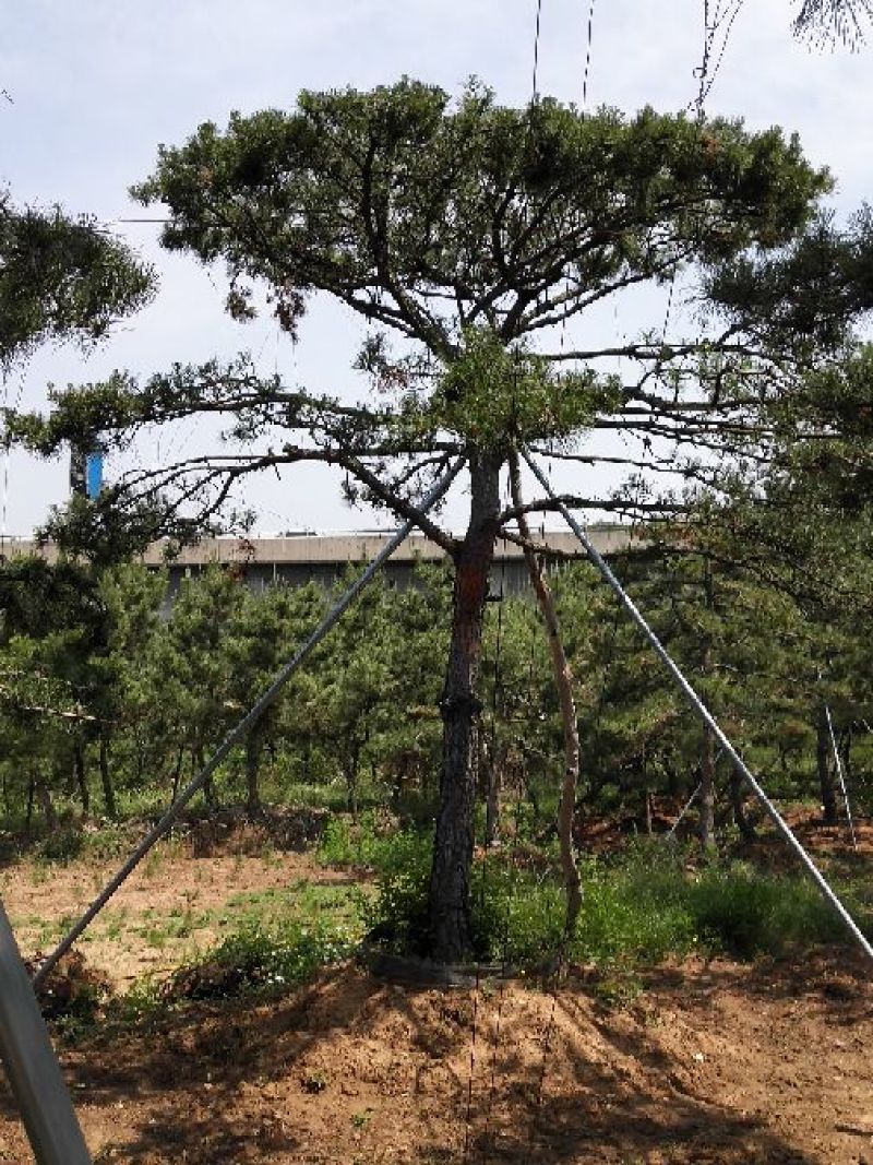 造型油松，15到20米径，