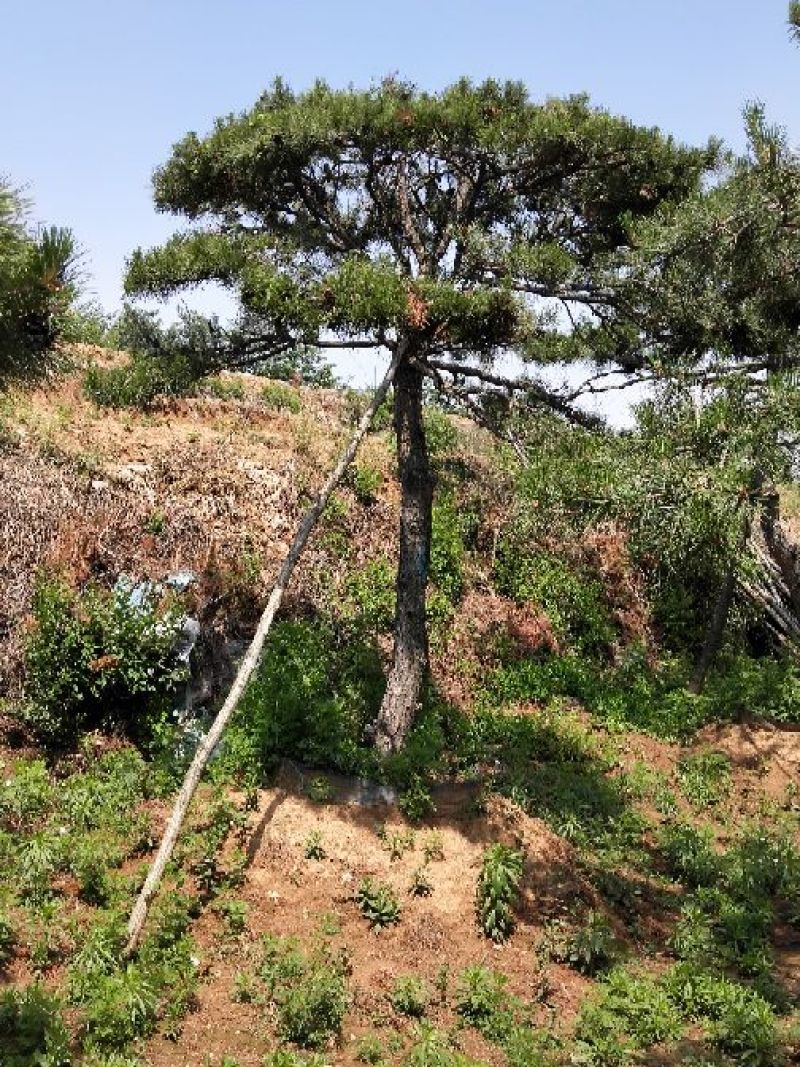 造型油松，15到20米径，