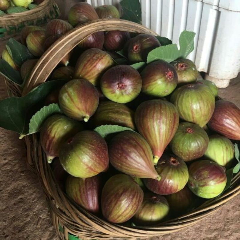 新鲜无花果