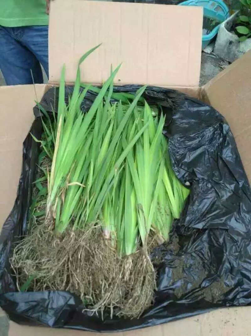 黄菖蒲
