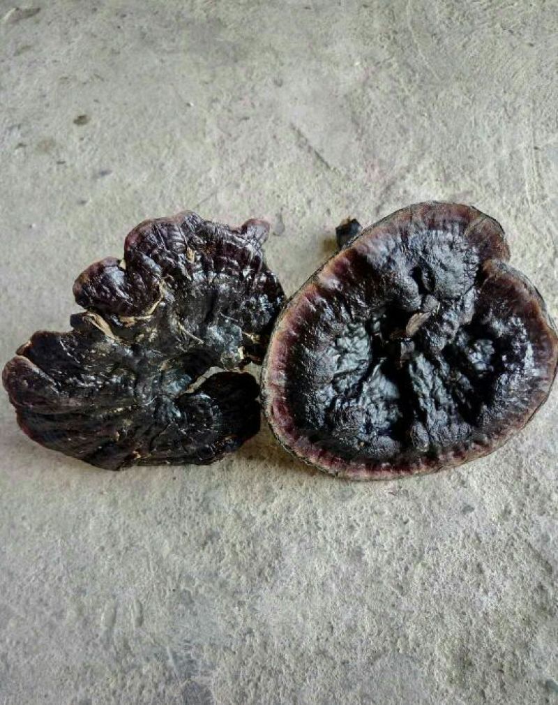 山色峪灵芝十万大山野生黑灵芝