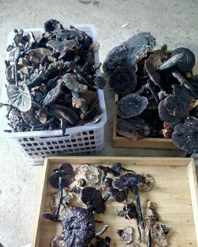 山色峪灵芝十万大山野生黑灵芝