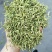 金银花色青花