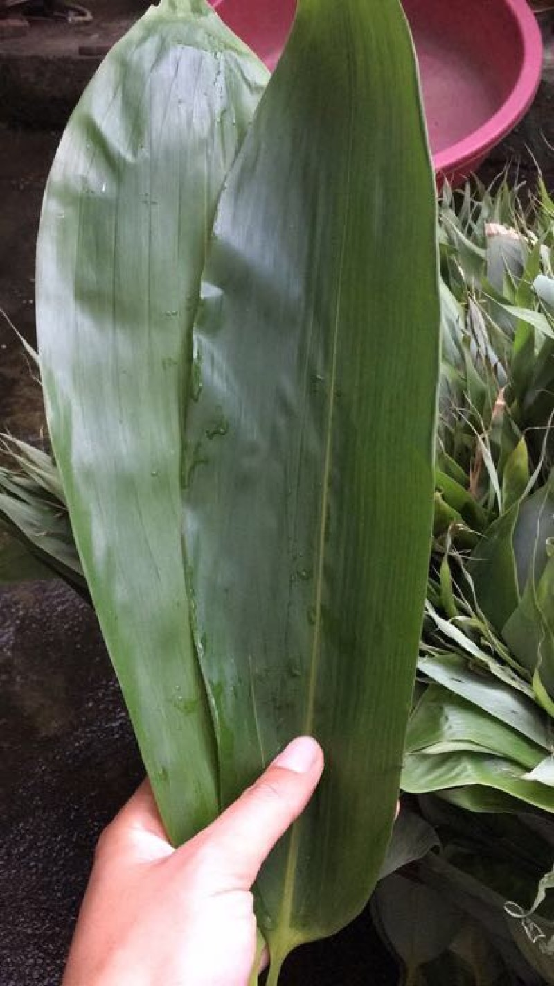 粽叶8cm