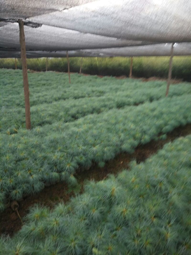 大量销售华山松袋苗