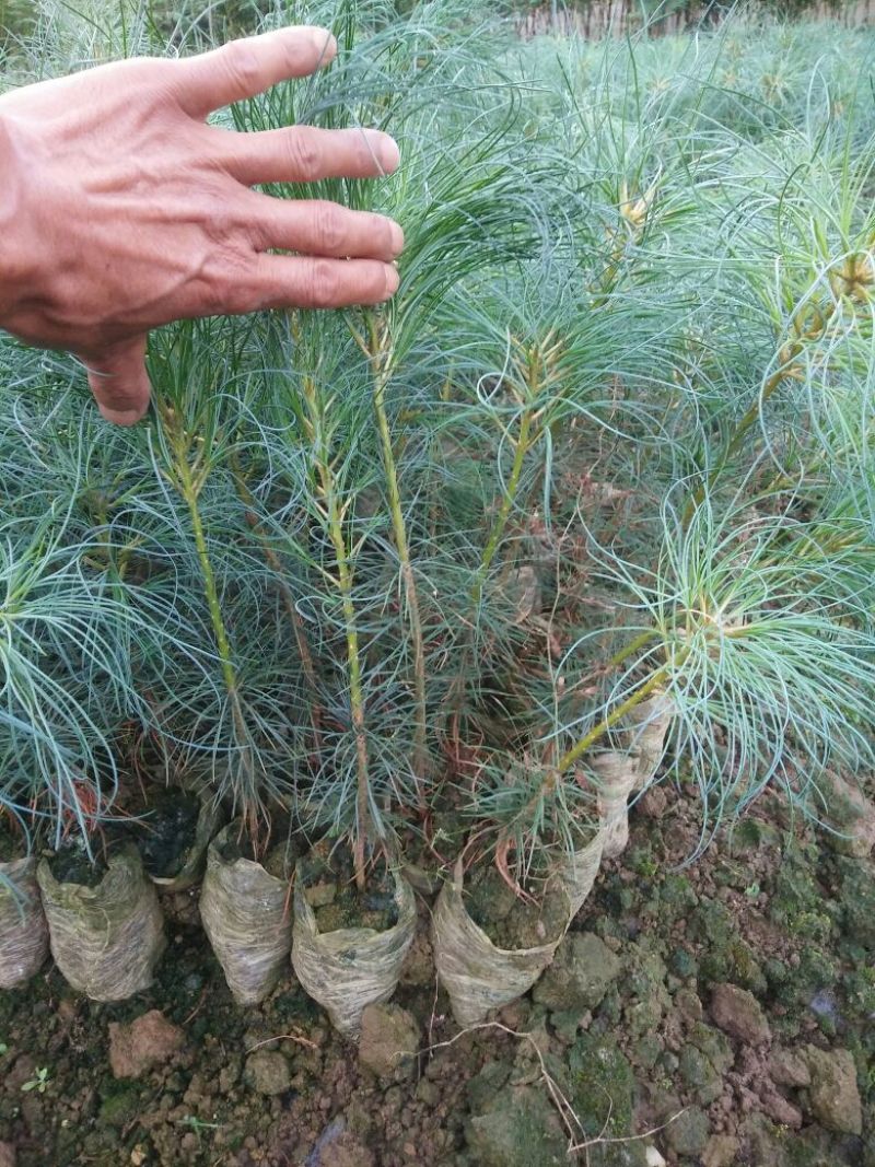大量销售华山松袋苗