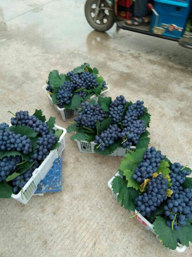 夏黑葡萄