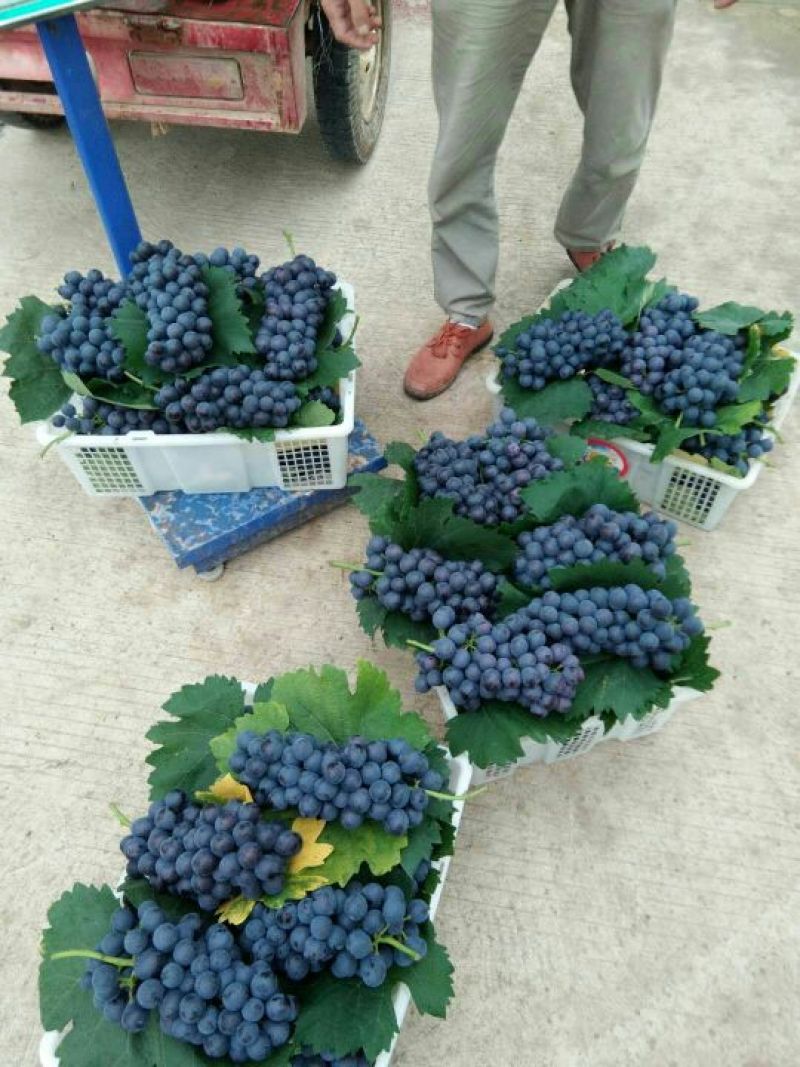 夏黑葡萄