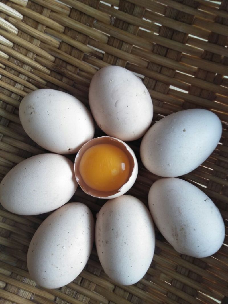 自家养殖无饲料鸡蛋