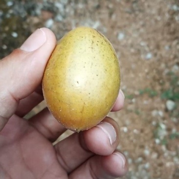 超大鸡心黄皮已经开始上市了，果大均匀，