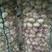 山东金乡大蒜太空大蒜，产地直供代收代销，对接全国市场