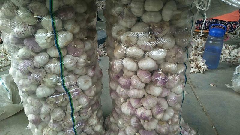 山东金乡大蒜太空大蒜，产地直供代收代销，对接全国市场