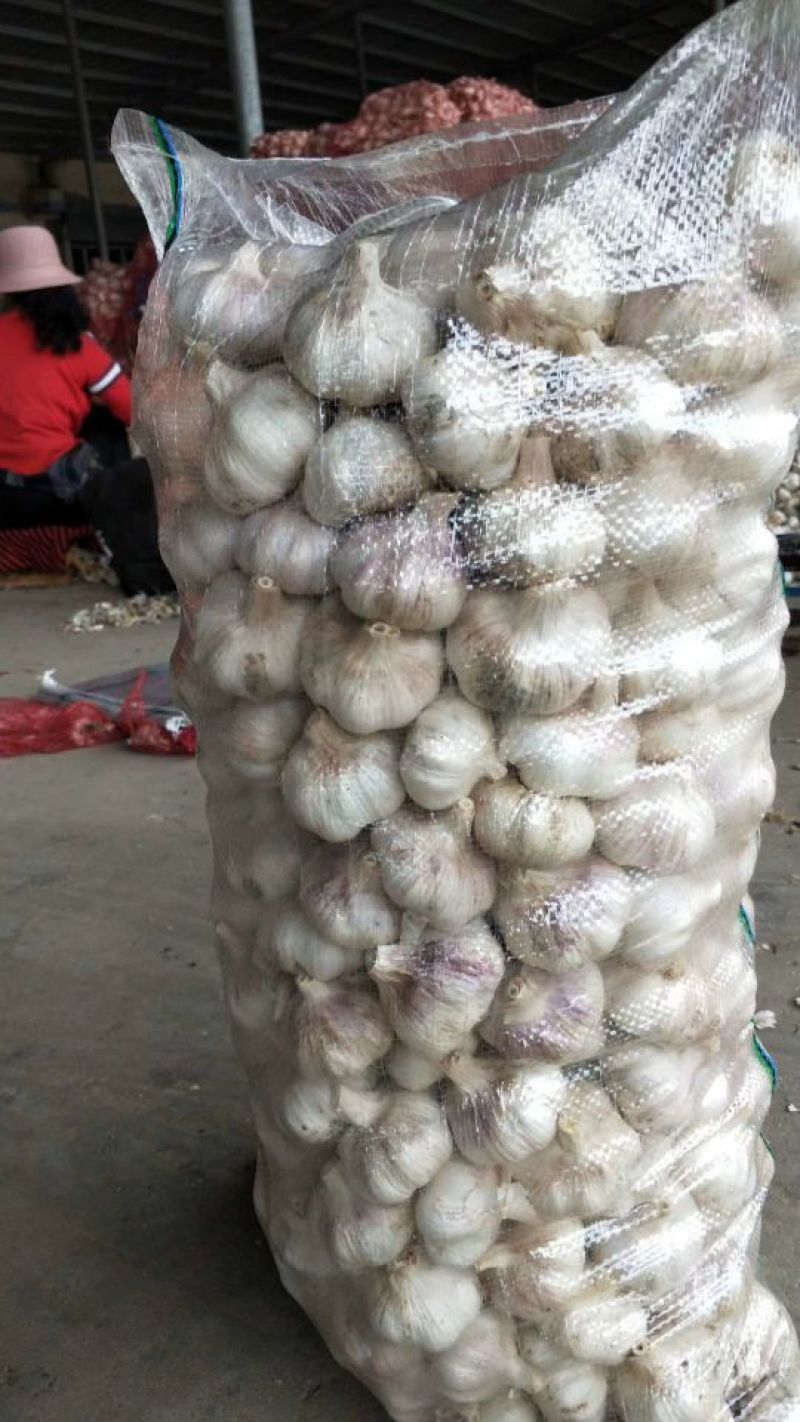 山东金乡大蒜太空大蒜，常年出售产地储存，代购，行情分析