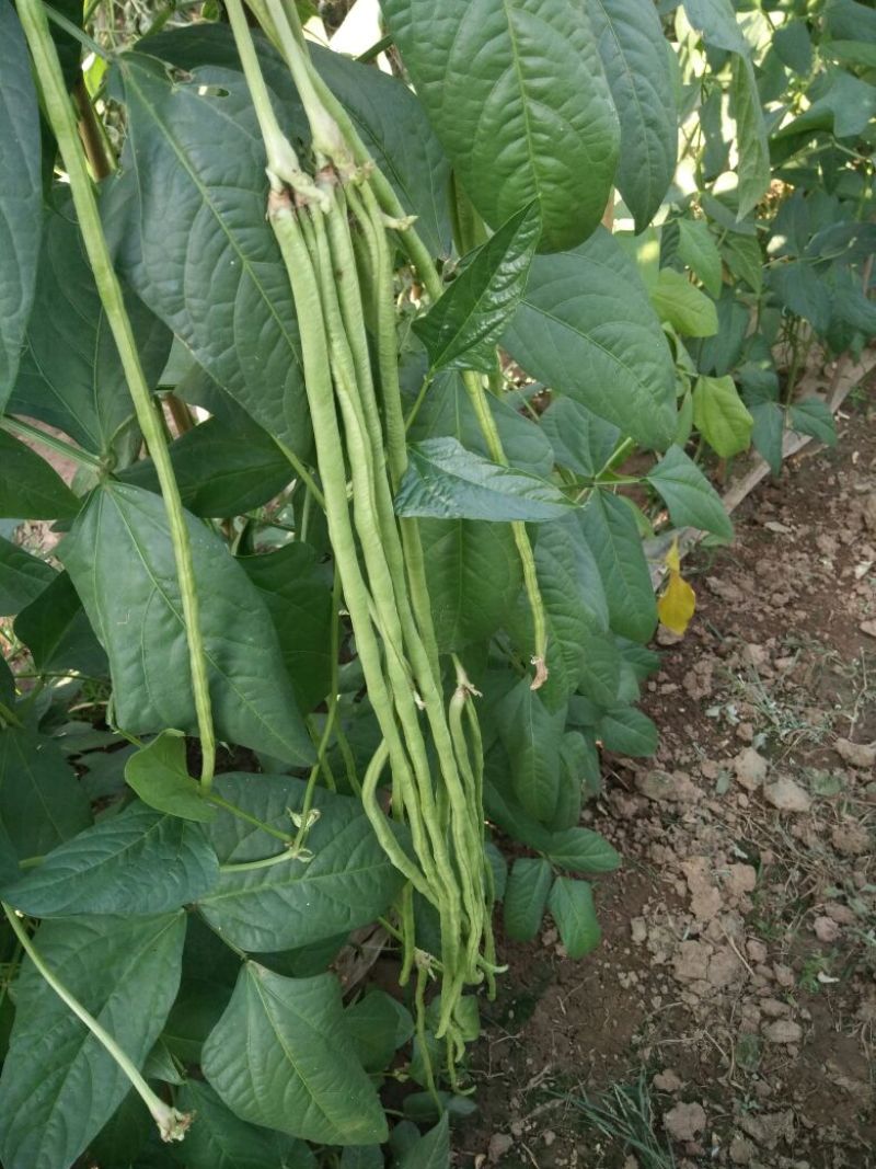 长豆角，大量上市中，七十公分，绿色无虫眼