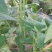 长豆角，大量上市中，七十公分，绿色无虫眼