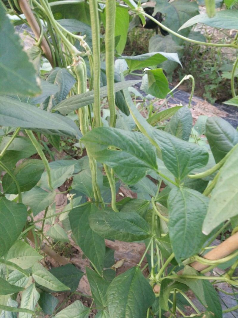 长豆角，大量上市中，七十公分，绿色无虫眼