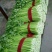 河北永年蔬菜大市场。各种蔬菜大量上市