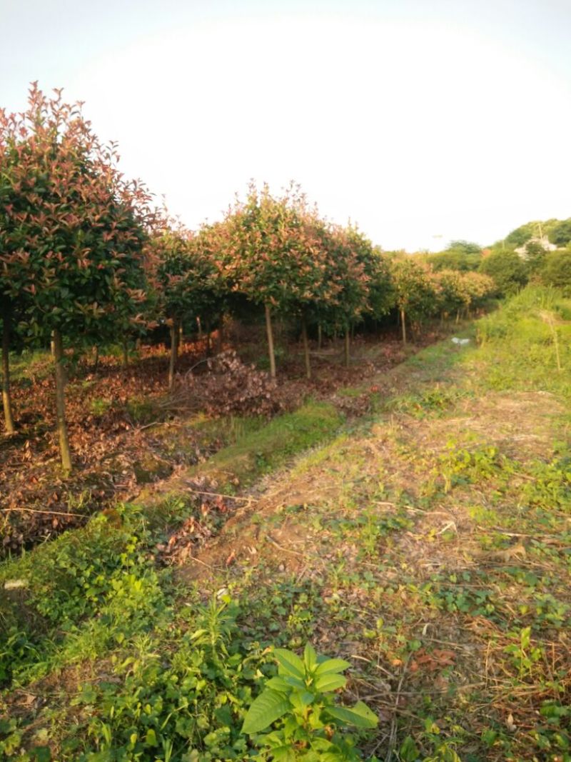 红叶石楠树