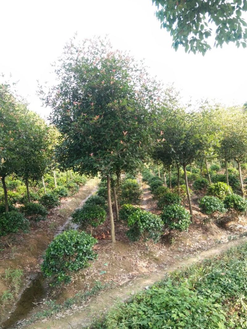 红叶石楠树